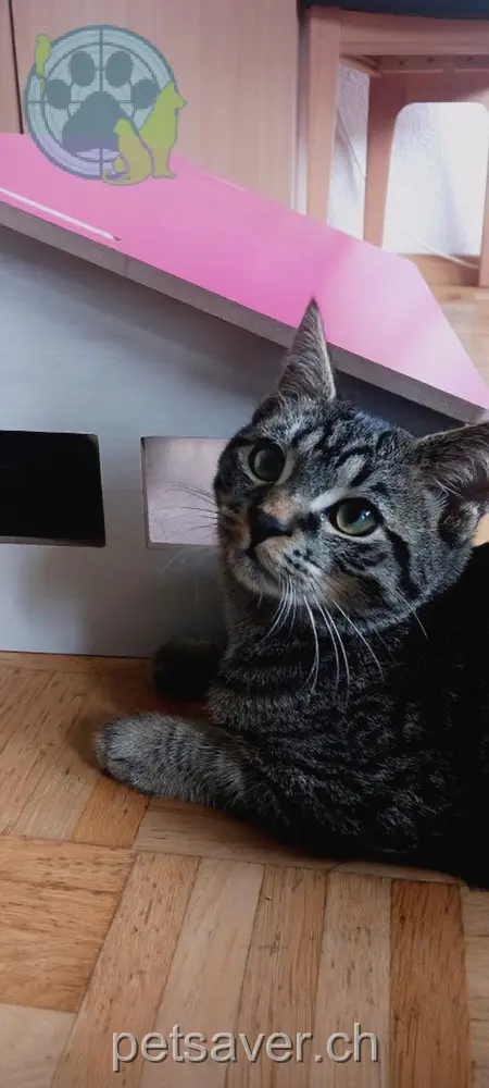 chat lost 11 Schlüsselstrasse 5222 Umiken Milo