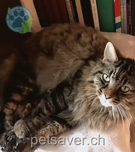 chat lost 4 Rottweilerstrasse 5200 Umiken Pablo