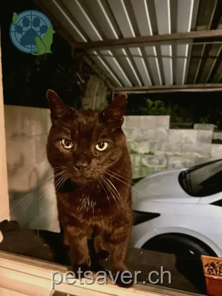 chat lost 265 Villnachernstrasse 5222 Umiken Pipin