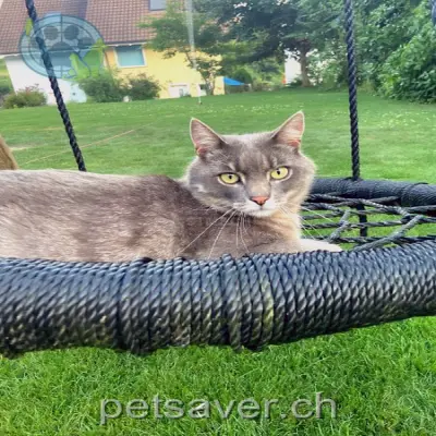chat lost 32 Talbachweg 5107 Oberflachs Silver
