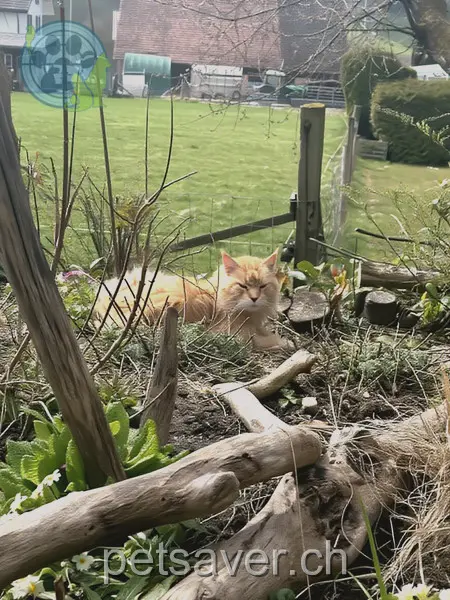 chat lost 8 Unterfeldstrasse 5727 Oberkulm Ferrari