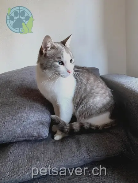 chat lost 12 Gartenstrasse 5737 Burg AG Herr