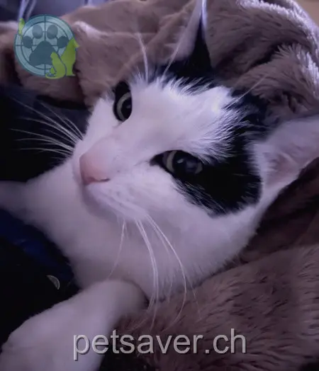 chat lost 2 Rainenstrasse 5726 Unterkulm Lucky