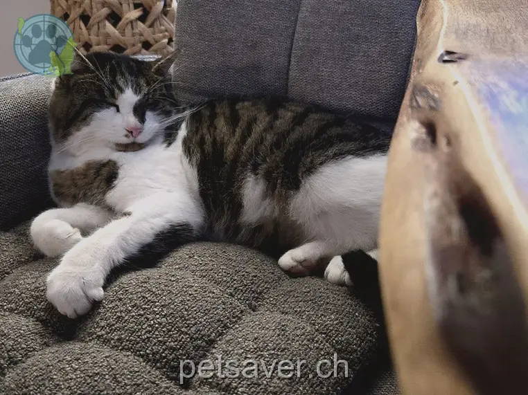 chat lost 13 Kreuzstrasse 5737 Burg AG Piky