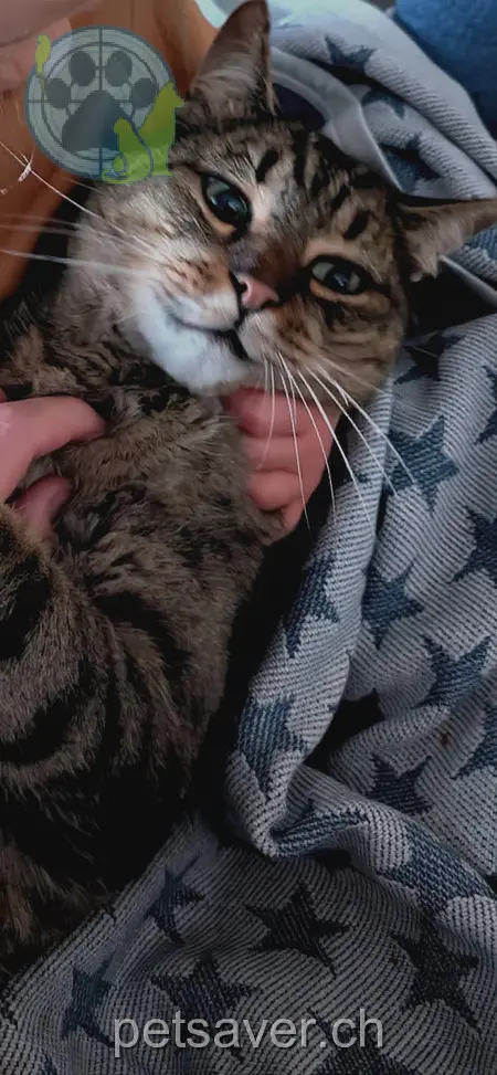 chat lost  Unterhalden 5082 Kaisten Hefty