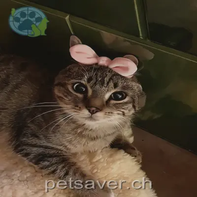 chat lost  Hintere Brüehhalde 5276 Wil AG Narri