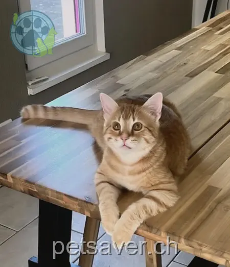 chat lost 1 Blaieweg 5070 Frick Nacho