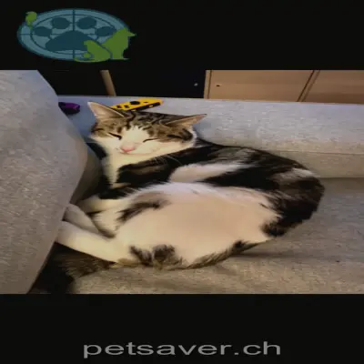 chat lost 10 Geissgasse 5070 Frick Smokie