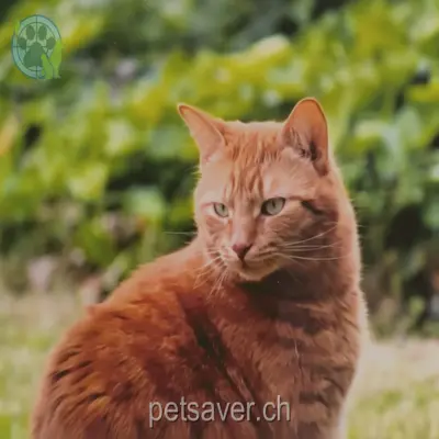 chat lost 9 Birchweg 5504 Othmarsingen Böbi