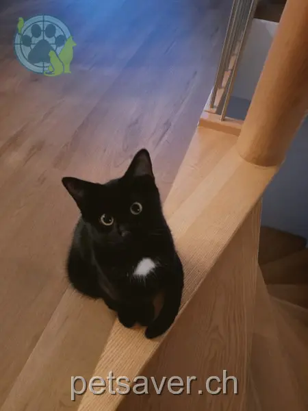 chat lost 28 Rebenweg 5707 Seengen Charlie