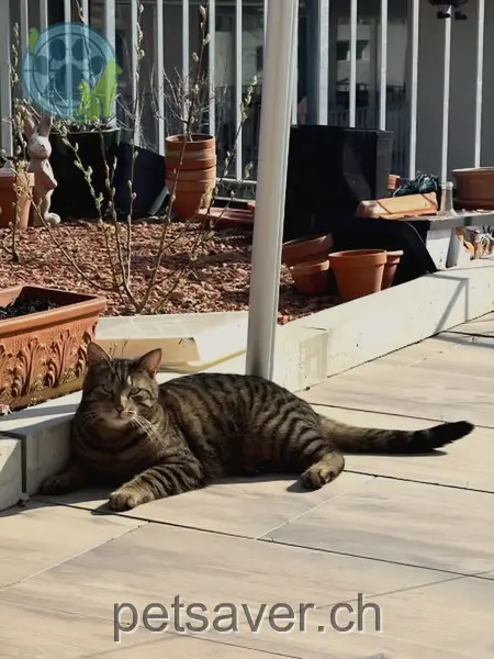 chat lost 11 Oberdorfstrasse 5603 Staufen Charlie