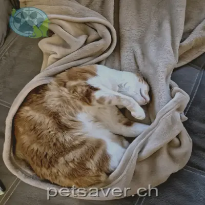 chat lost 3 Breechliweg 5102 Rupperswil Chili