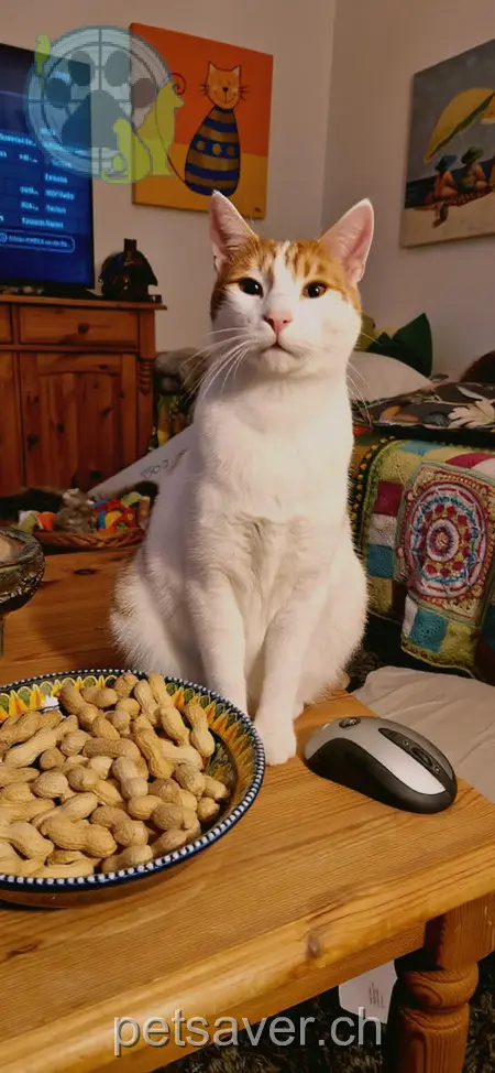 chat lost  Haldenweg 5705 Hallwil Eugen