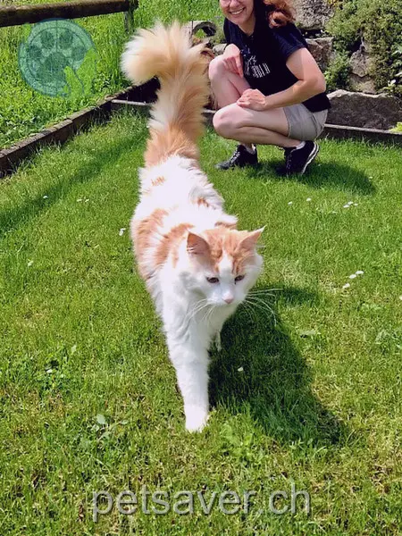 chat lost 19 Oberdorfstrasse 5606 Dintikon Findus