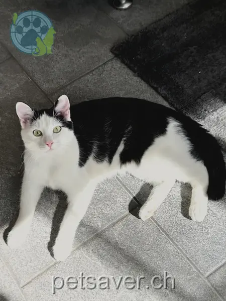 chat lost 7a Oberfeldweg 5703 Seon Jul