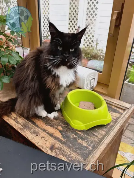 chat lost 3 Föhrenweg 5113 Holderbank Kratos