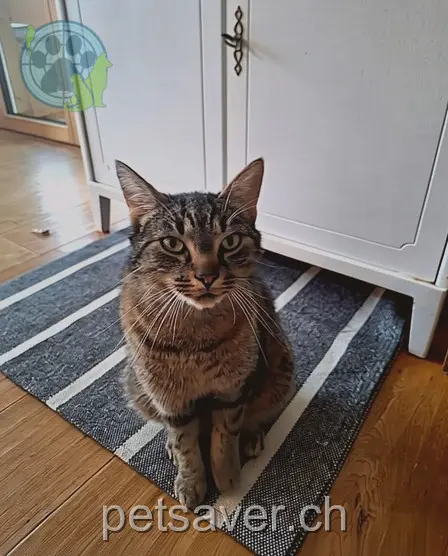 chat lost 15 Gässli 5703 Seon Maurice