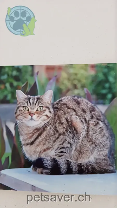 chat lost 12c Lenzhardstrasse 5102 Rupperswil Romeo