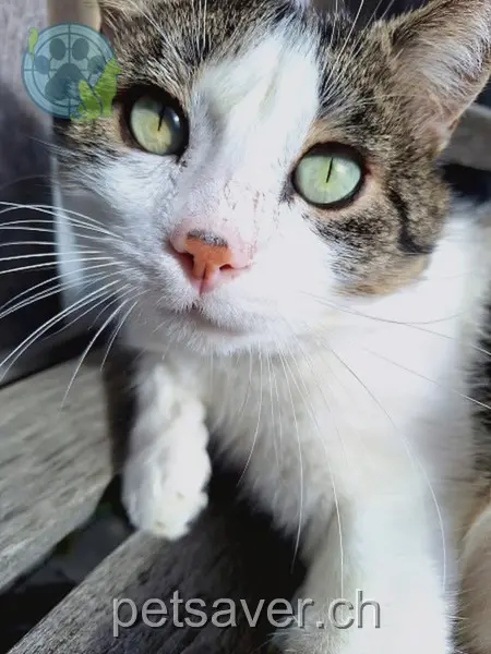 chat lost 24 Ringstrasse Nord 5600 Lenzbourg Tigi