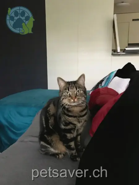 chat lost 4 Mättlistrasse 5706 Boniswil Whisky