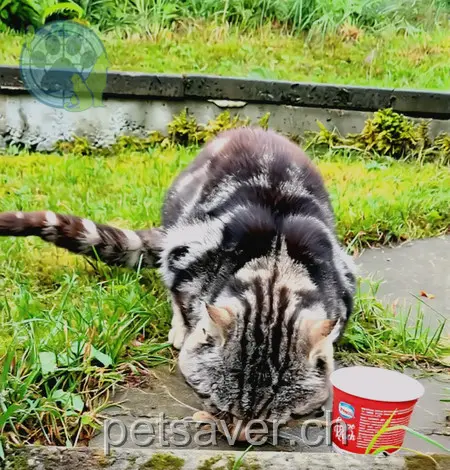 chat lost  Flugplatzstrasse 5632 Buttwil Herr