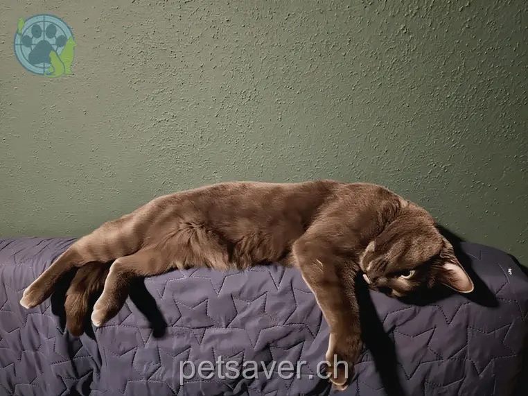 chat lost 22d Dorfstrasse 5624 Bünzen Kuki