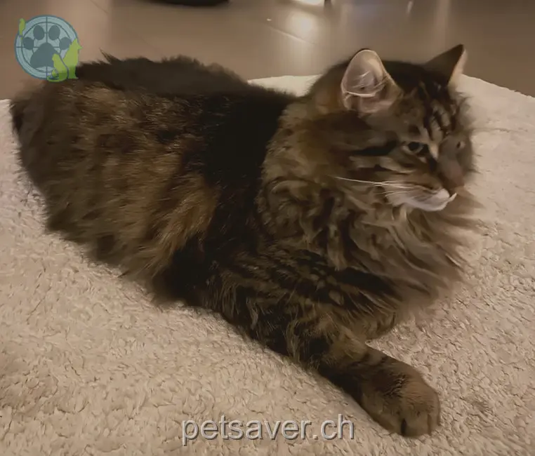 chat lost 8 Egg-Gasse 4312 Magden Cookie