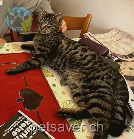 chat lost 3 Römermatt 4314 Zeiningen Diego