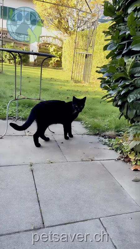 chat lost 1 Ligusterweg 4303 Kaiseraugst Lucky