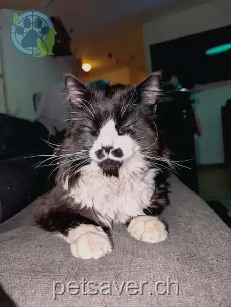 chat lost  Bifangstrasse 4663 Aarburg Kovu