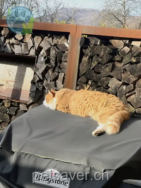 chat lost 16 Schnepfwinkelstrasse 5745 Safenwil Simba