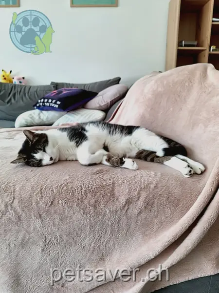 chat lost 16 Ackerstrasse 4800 Zofingen Tjago