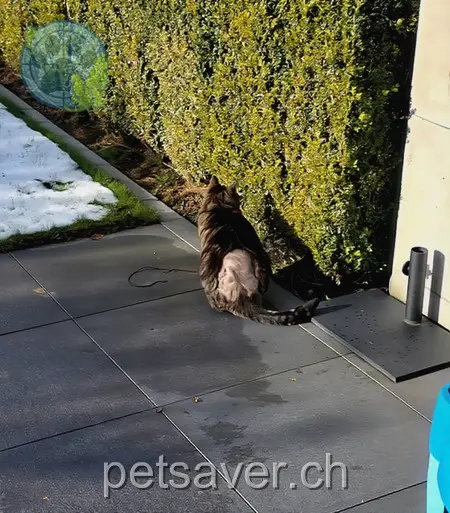 chat lost 8 Schulstrasse 5426 Lengnau Django