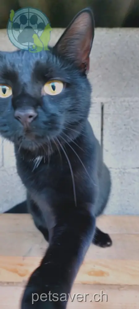 chat lost 443 Leuggernstrasse 5325 Leibstadt Max