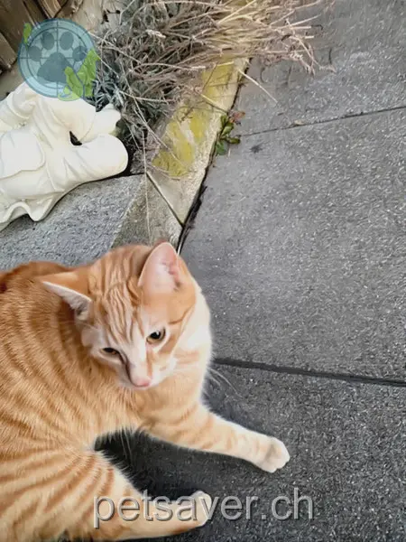 chat lost 33d  9054 Enggenhütten Jimmy