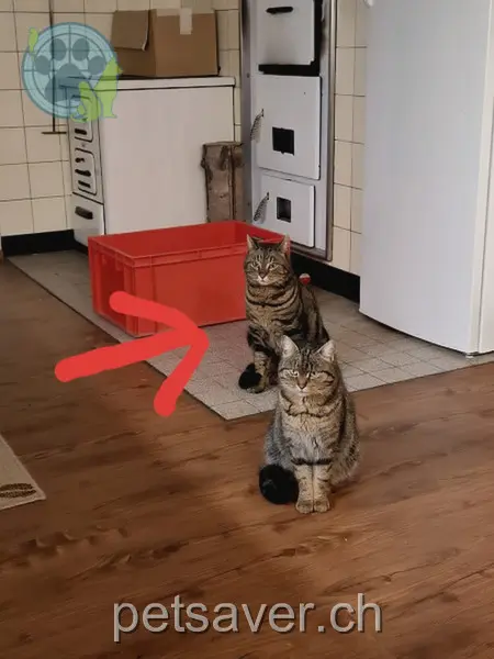 chat lost 2633 Ramsen 9100 Herisau Bagira