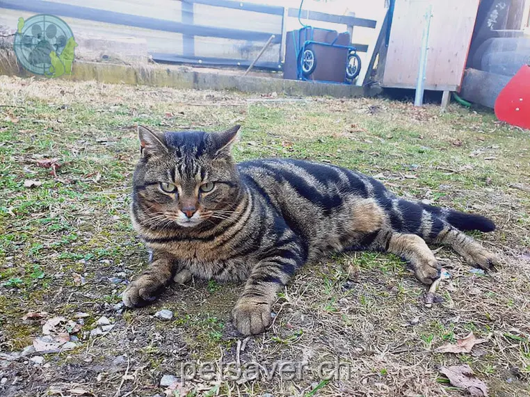 chat lost  Spitalstrasse 9102 Herisau Bagira