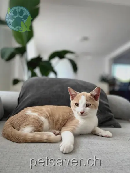 chat lost 3 Untere Melonenstrasse 9100 Herisau Bo