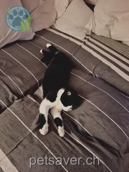 chat lost 2154 Sturzenegg 9100 Herisau Felix