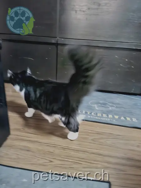 chat lost 10 Oberdorfstrasse 9100 Herisau Sörtschi