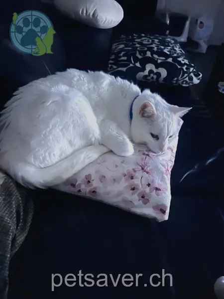 chat lost 35 Kalabinth 9042 Speicher Ice