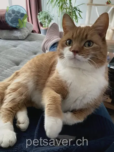 chat lost 434 Schachen 9056 Gais Ole