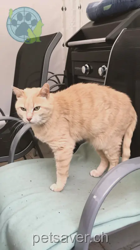 chat lost  Mohren 9411 Reute (AR) Chipsy