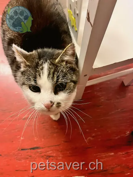 chat lost  Heidenerstrasse 9038 Rehetobel Stümpel