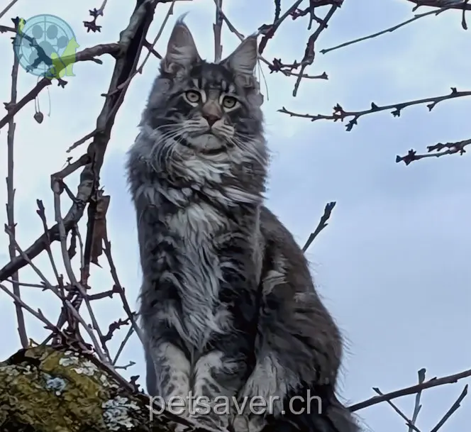 chat lost     Alphonso