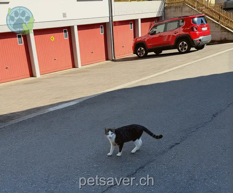 chat lost 19 Niesenstrasse 3800 Interlaken Micki
