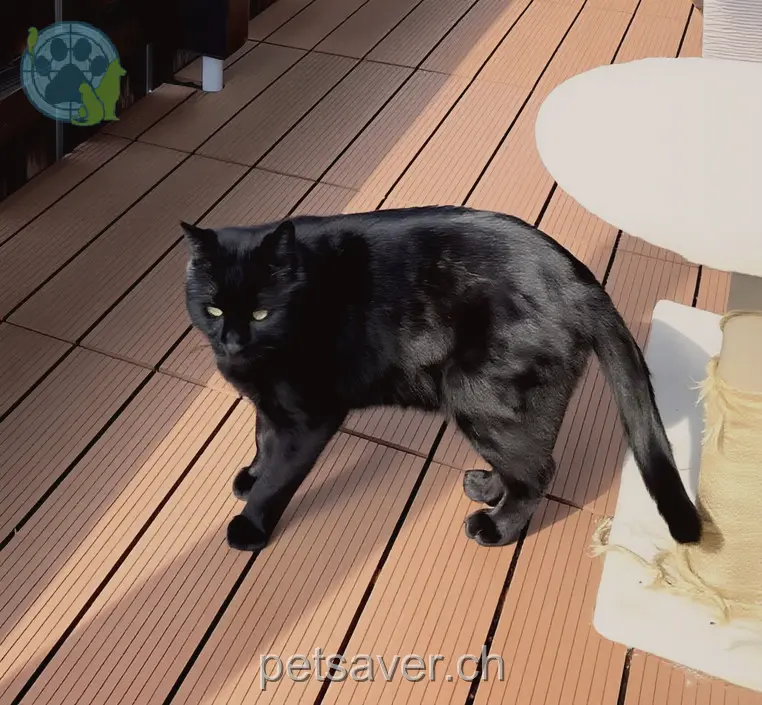 chat lost 6b  3855 Brienz (BE) Puma