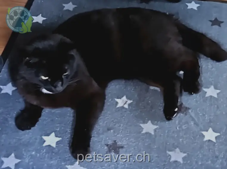 chat lost 6 Tunnelgässli 3855 Brienz (BE) Zingaro