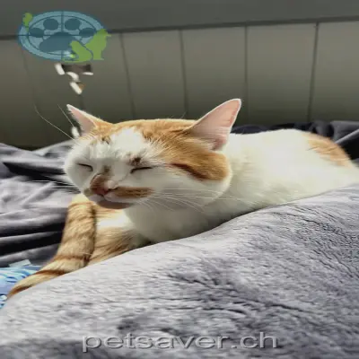 chat lost 47 Meisenweg 3053 Diemerswil Ailo