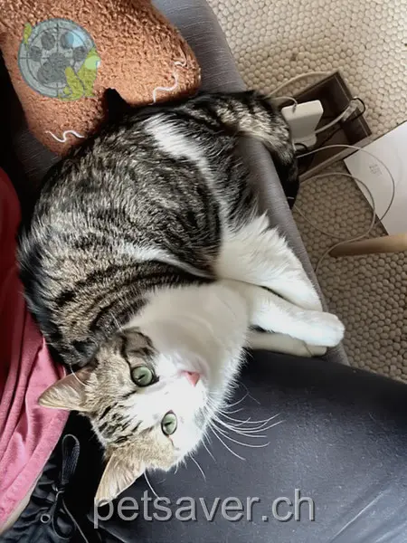 chat lost 25 Vogelbuchstrasse 3206 Rizenbach Akira